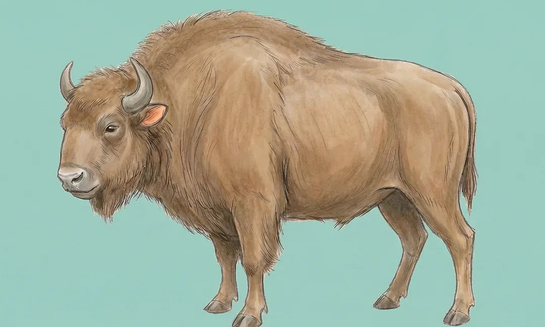Koe tekenen: Stap voor stap een realistische koe leren tekenen