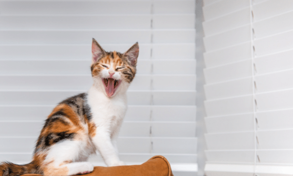 Welke Foto voor Diamond Painting Eigen Foto