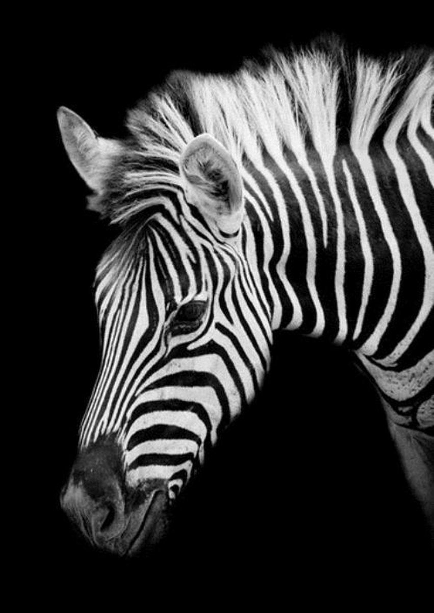 Diamond Painting Zebra Portret