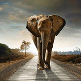 Diamond Painting Olifant op de Weg