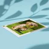 Diamond Painting Labrador & Bloem