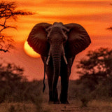 Diamond Painting Olifant Zonsondergang