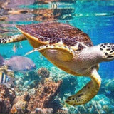 Diamond Painting Schildpad Zee