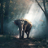 Schilderen op Nummer Olifant in het Bos