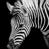 Diamond Painting Zebra Portret