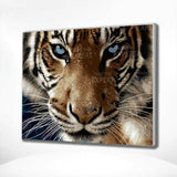 Schilderen op nummer Tijger Blauwe Ogen