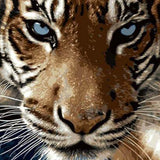 Schilderen op nummer Tijger Blauwe Ogen