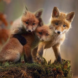 Schilderen op Nummer 3 Vosjes