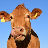 Schilderen op Nummer Koe