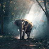 Schilderen op Nummer Olifant in het Bos