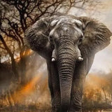Schilderen op Nummer Olifant met Zonsondergang
