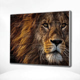 Schilderen op Nummer Prachtige Leeuw