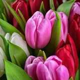 Schilderen op Nummer Tulpen