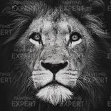 Schilderen op nummer Zwart Wit Leeuw Portret