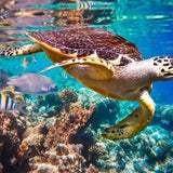 Schilderen op Nummer Schildpad Zee