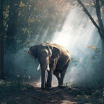 Schilderen op Nummer Olifant in het Bos