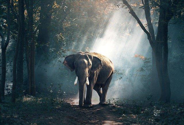 Schilderen op Nummer Olifant in het Bos