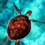 Schilderen op Nummer Schildpad (Met Lijst)