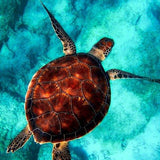 Schilderen op Nummer Schildpad (Met Lijst)