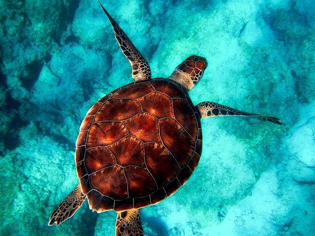 Schilderen op Nummer Schildpad (Met Lijst)