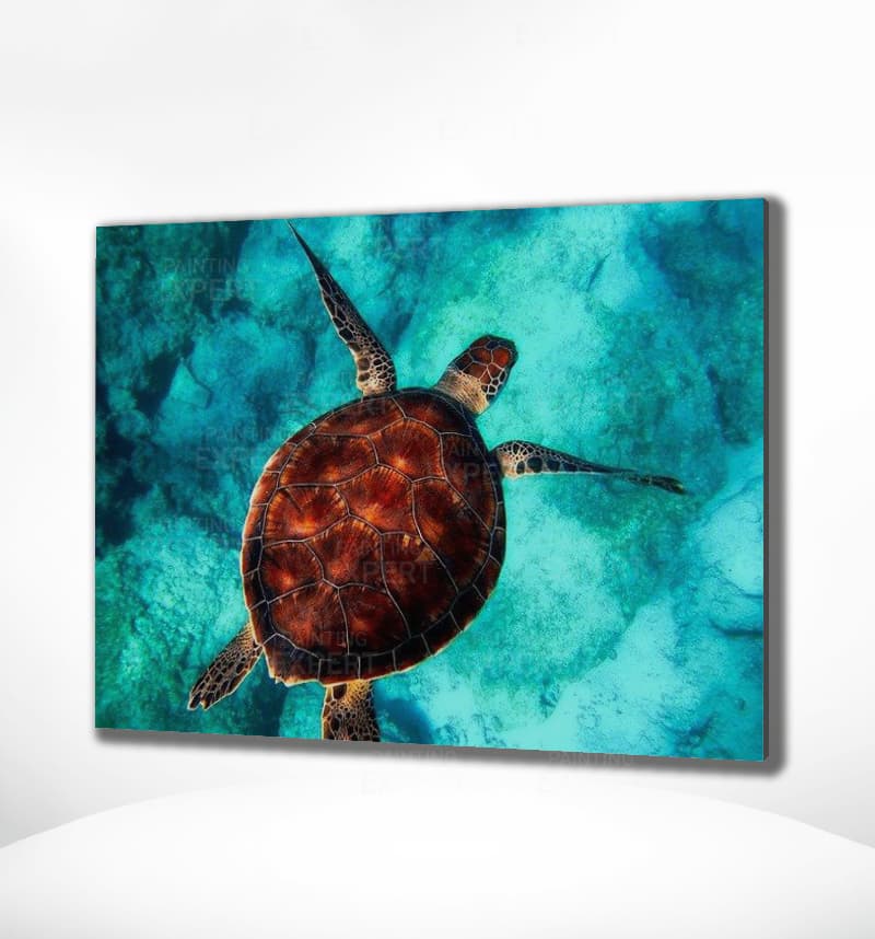Schilderen op Nummer Schildpad (Met Lijst)