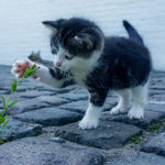 Schilderen op Nummer Spelende Kitten