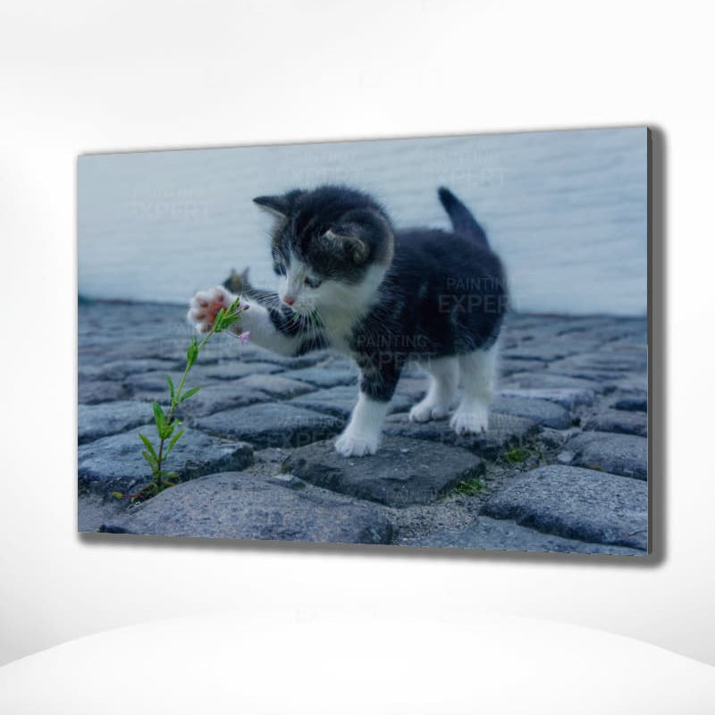 Schilderen op Nummer Spelende Kitten