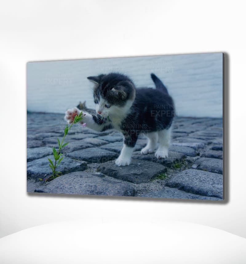 Schilderen op Nummer Spelende Kitten