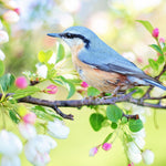Schilderen op nummer Blauw Vogeltje