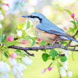 Schilderen op nummer Blauw Vogeltje