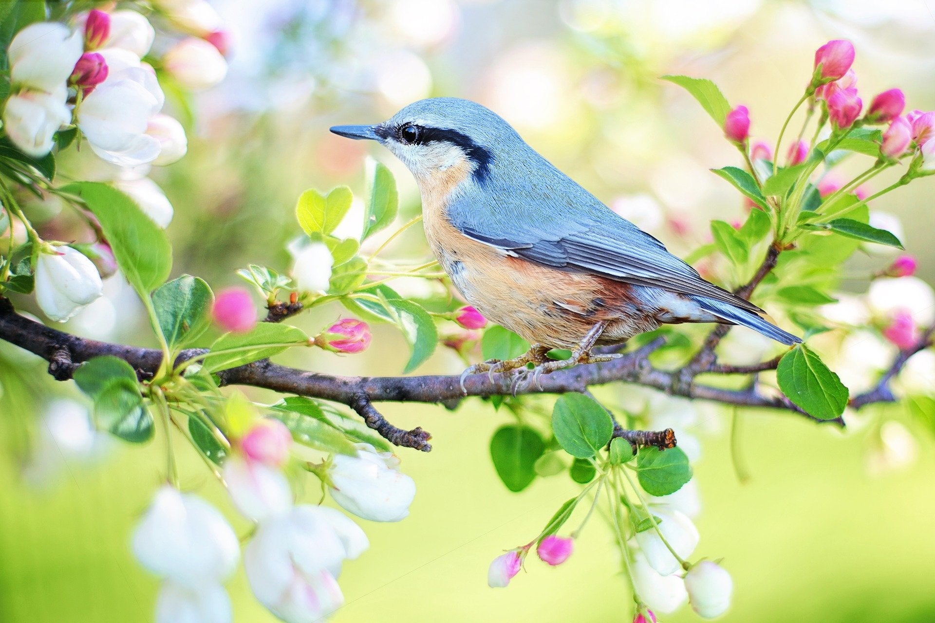 Schilderen op nummer Blauw Vogeltje-Painting Expert