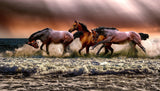 Schilderen op Nummer Paarden in de Zee Painting Expert 