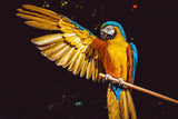 Schilderen op Nummer Prachtige Papegaai Painting Expert 