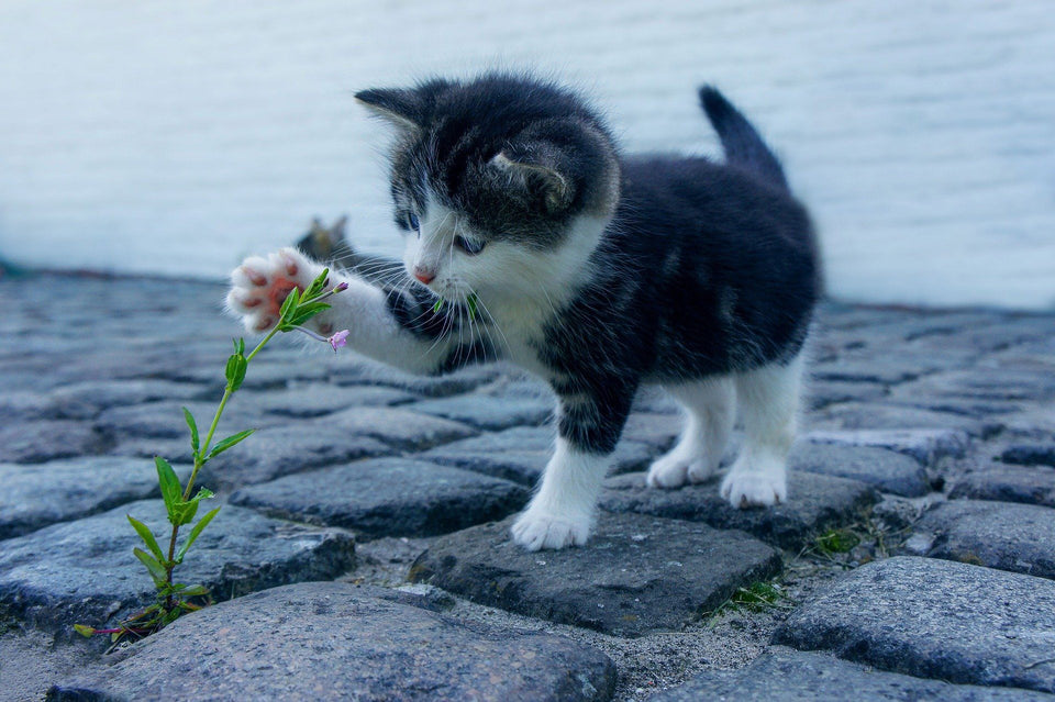Schilderen op Nummer Spelende Kitten Painting Expert 